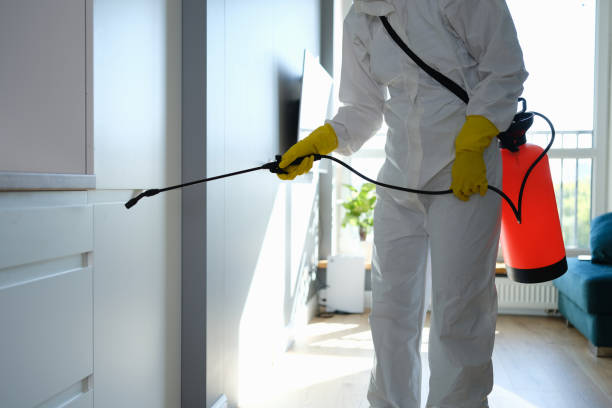 Best Basement Mold Remediation in Hydro, OK
