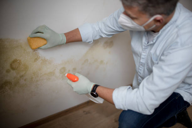 Best Industrial Mold Remediation in Hydro, OK
